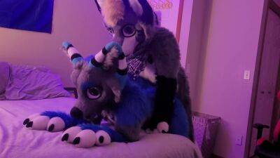 Freaky Furry Copulation and Blowjob In Cute Wolf and Raccoon Costumes on youpornvideos.one